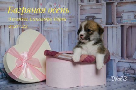 Щенки Вельш Корги Пемброк помета Э -3 2022 года.