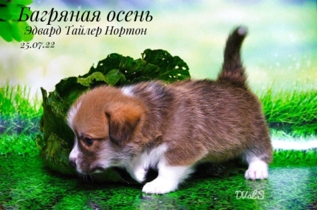 Щенки Вельш Корги Пемброк помета Э -5 2022 года.