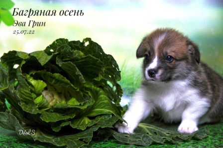 Щенки Вельш Корги Пемброк помета Э -6 2022 года.