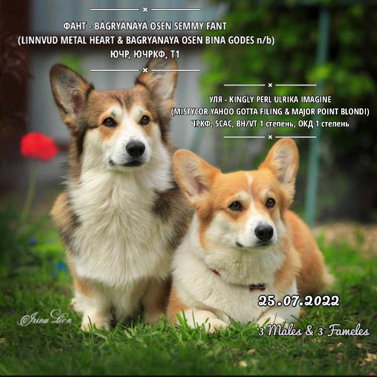 Презентация помета Э Вельш Корги Пемброк 2022 года.