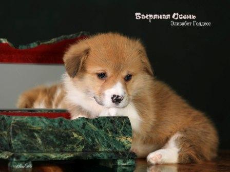 Купить щенка Вельш Корги Пемброк помета Э-23 2023 года 1