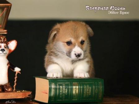 Купить щенка Вельш Корги Пемброк помета Э-23 2023 года 2