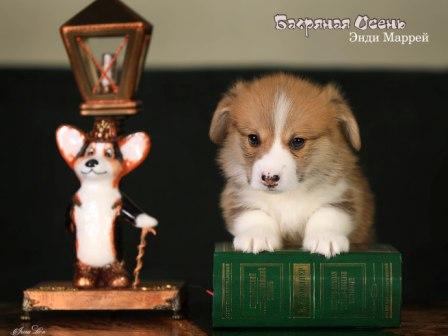 Купить щенка Вельш Корги Пемброк помета Э-23 2023 года 3