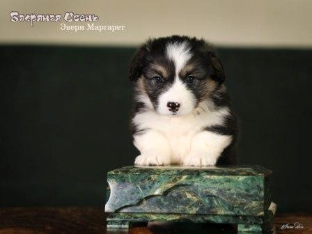 Купить щенка Вельш Корги Пемброк помета Э-23 2023 года 5