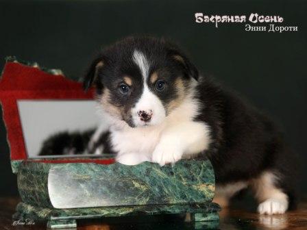 Купить щенка Вельш Корги Пемброк помета Э-23 2023 года 6