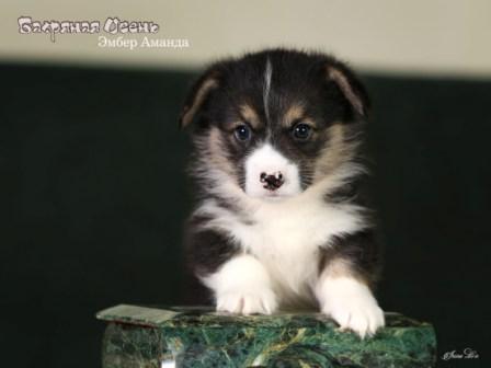 Купить щенка Вельш Корги Пемброк помета Э-23 2023 года 7