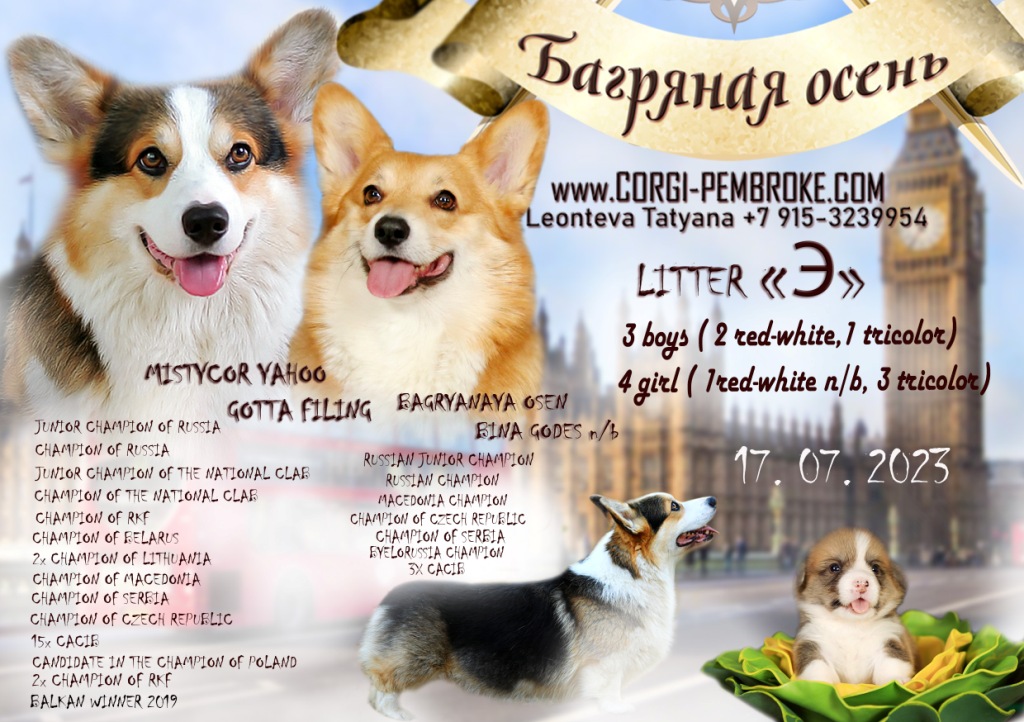 Презентация помета Вельш Корги Пемброк литер Э-23 2023 года
