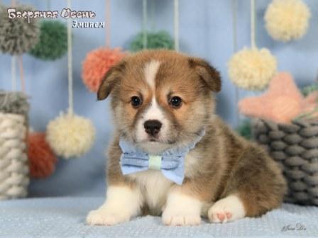 Купить щенка Вельш Корги Пемброк помета литер Э 2025 года - Эминем