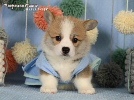 Купить щенка Вельш Корги Пемброк помета литер Э 2025 года - Эмили Кларк