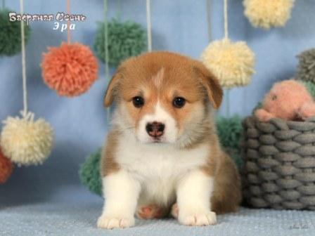 Купить щенка Вельш Корги Пемброк помета литер Э 2025 года - Эра
