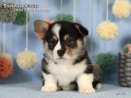 Купить щенка Вельш Корги Пемброк помета литер Э 2025 года - Эмма Стоун-Круэлла