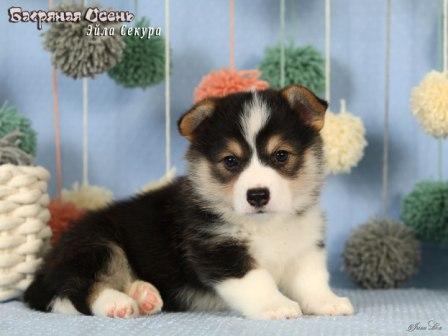 Купить щенка Вельш Корги Пемброк помета литер Э 2025 года - Эйла Секура