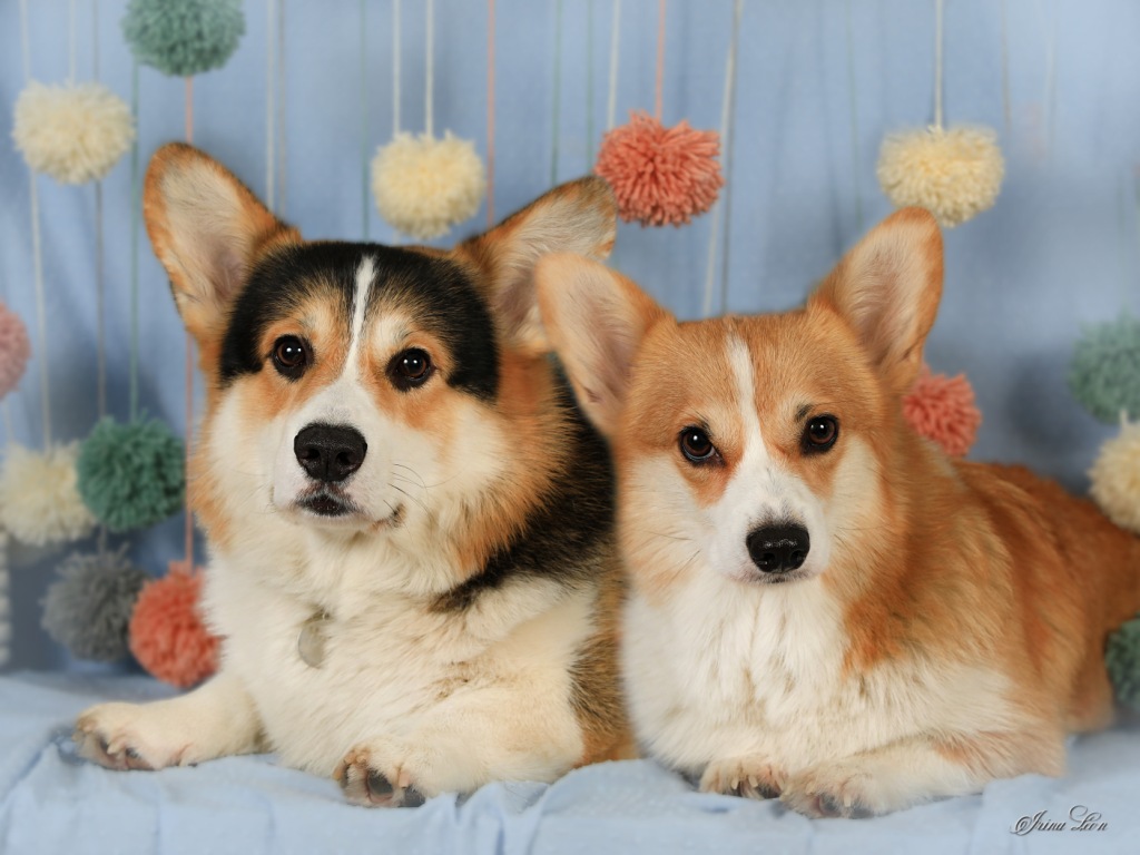 Презентация помета литер Э 2025 года от Чака и Бу