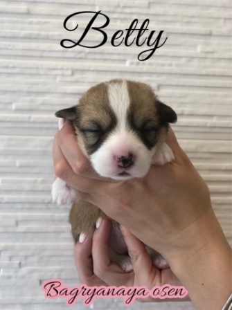 Купить щенки Вельш Корги Пемброк 2020 года литер Б-20-1