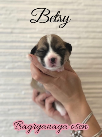 Купить щенки Вельш Корги Пемброк 2020 года литер Б-20-2