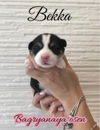 Купить щенки Вельш Корги Пемброк 2020 года литер Б-20-3