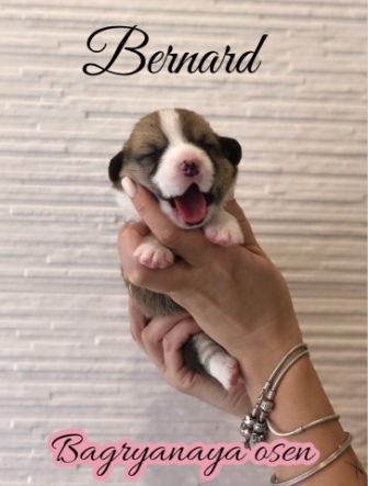 Купить щенки Вельш Корги Пемброк 2020 года литер Б-20-4