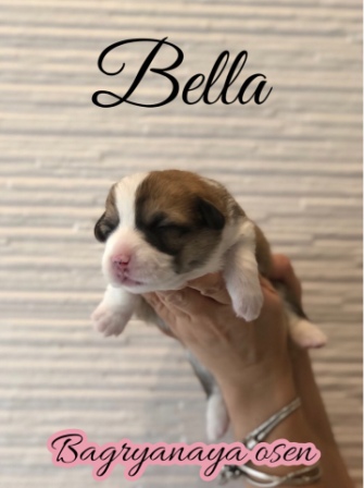 Купить щенки Вельш Корги Пемброк 2020 года литер Б-20-5