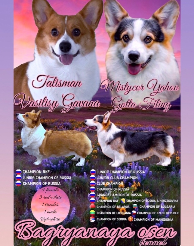 Презентация помета Вельш Корги Пемброк 2020 года литер Б