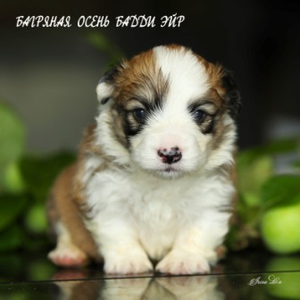 Щенки Вельш Корги Пемброк помета литер Б-1 2021 года