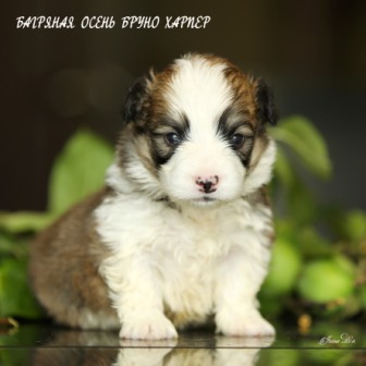 Щенки Вельш Корги Пемброк помета литер Б-2 2021 года