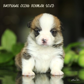 Щенки Вельш Корги Пемброк помета литер Б-3 2021 года