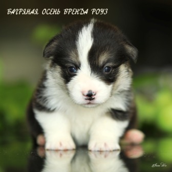 Щенки Вельш Корги Пемброк помета литер Б-4 2021 года