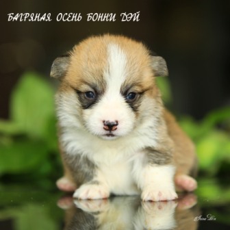 Щенки Вельш Корги Пемброк помета литер Б-5 2021 года