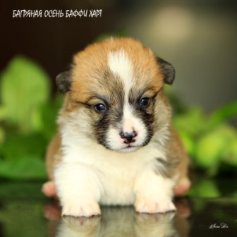 Щенки Вельш Корги Пемброк помета литер Б-7 2021 года