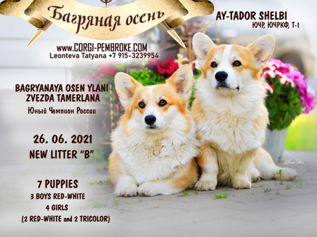 Презентация помета Вельш Корги Пемброк литер Б 2021 года
