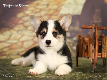 Щенки Вельш Корги Пемброк помета литер Б-1 2022 года