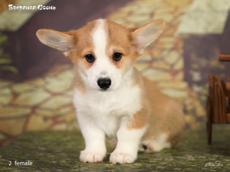 Щенки Вельш Корги Пемброк помета литер Б-2 2022 года