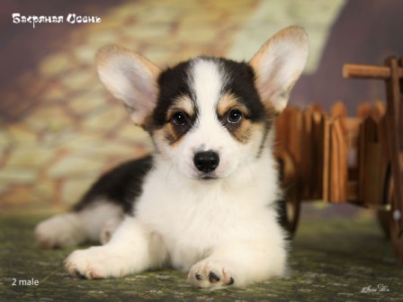 Щенки Вельш Корги Пемброк помета литер Б-4 2022 года