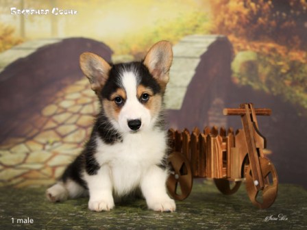 Щенки Вельш Корги Пемброк помета литер Б-5 2022 года