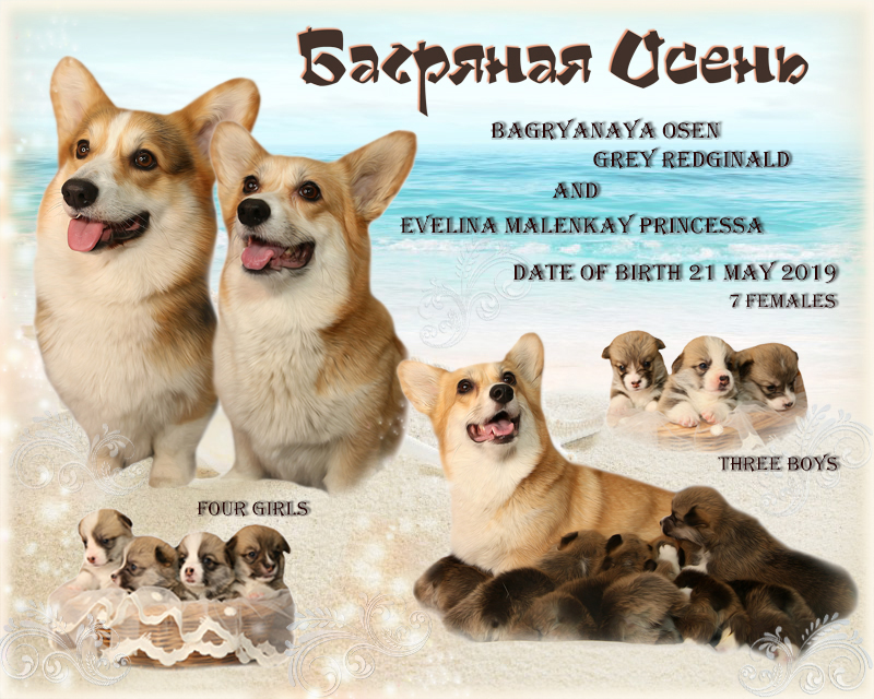 Презентация Корги Вельшброк помета литер С. Багряная осень. 