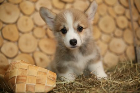 Помет Корги Пемброк 2019 года. Сальма Багряная осень.