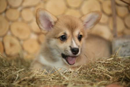 Помет Корги Пемброк 2019 года. Санни Багряная осень.