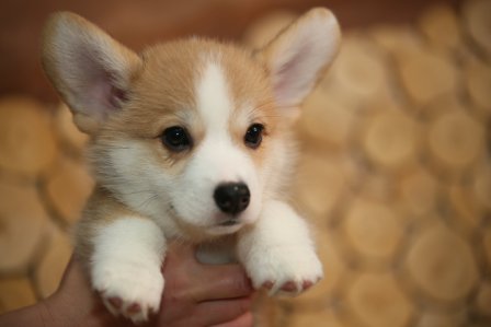 Помет Корги Пемброк 2019 года. Сибилла Багряная осень.