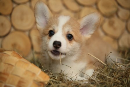 Помет Корги Пемброк 2019 года. Стеша Багряная осень.