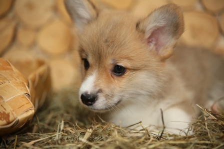 Помет Корги Пемброк 2019 года. Стив Багряная осень.