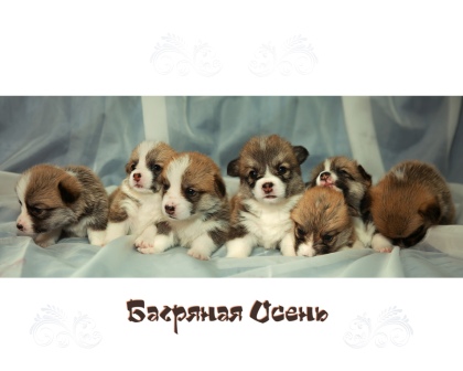 Помет Корги Пемброк 2019 года. Багряная осень.