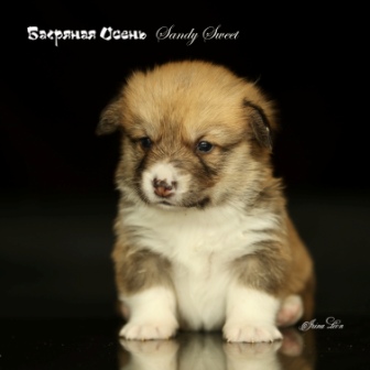 Щенки Вельш Корги Пемброк 2021 года литер С-21-1