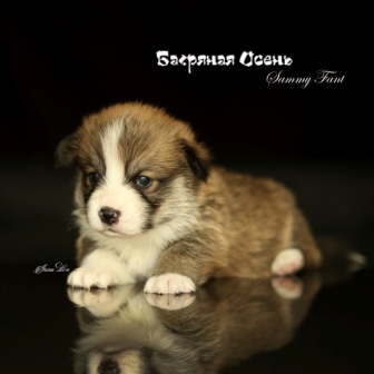 Щенки Вельш Корги Пемброк 2021 года литер С-21-4