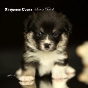 Щенки Вельш Корги Пемброк 2021 года литер С-21-5