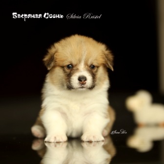 Щенки Вельш Корги Пемброк 2021 года литер С-21-6