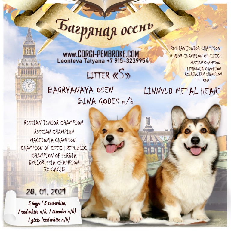 Презентация помета Вельш Корги Пемброк 2021 года литер С