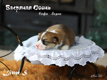 Щенки Вельш Корги Пемброк помета литер С-1 2022 года
