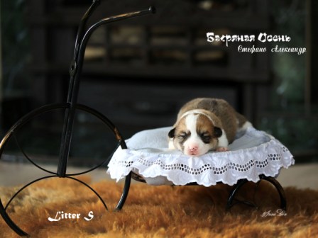 Щенки Вельш Корги Пемброк помета литер С-2 2022 года