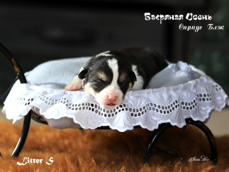 Щенки Вельш Корги Пемброк помета литер С-4 2022 года