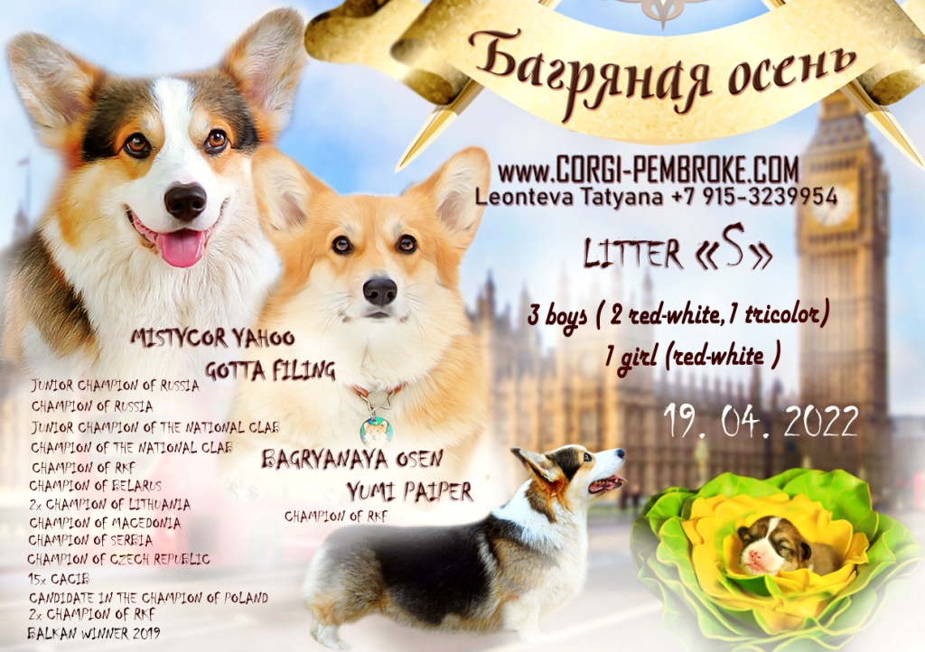 Презентация помета Вельш Корги Пемброк Тамерлан и Пайпер 2022 года